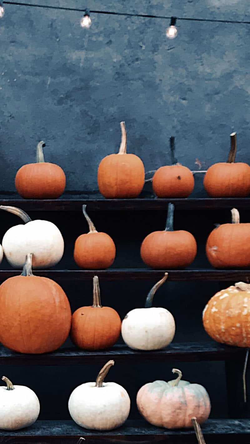 shelves of pumpkins in orange and white with cafe lights