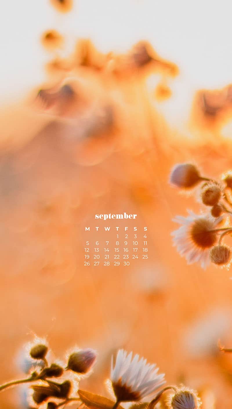 white daisies during golden hour in field September wallpapers – FREE calendars in Sunday & Monday starts + no-calendar designs. 55 beautiful options for desktop & smart phones!