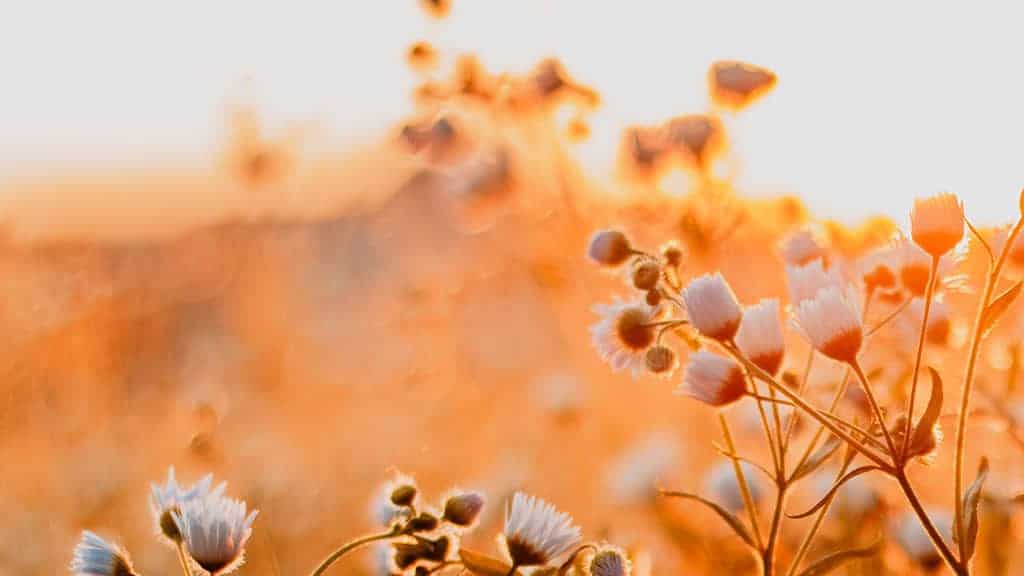 white daisies during golden hour in field