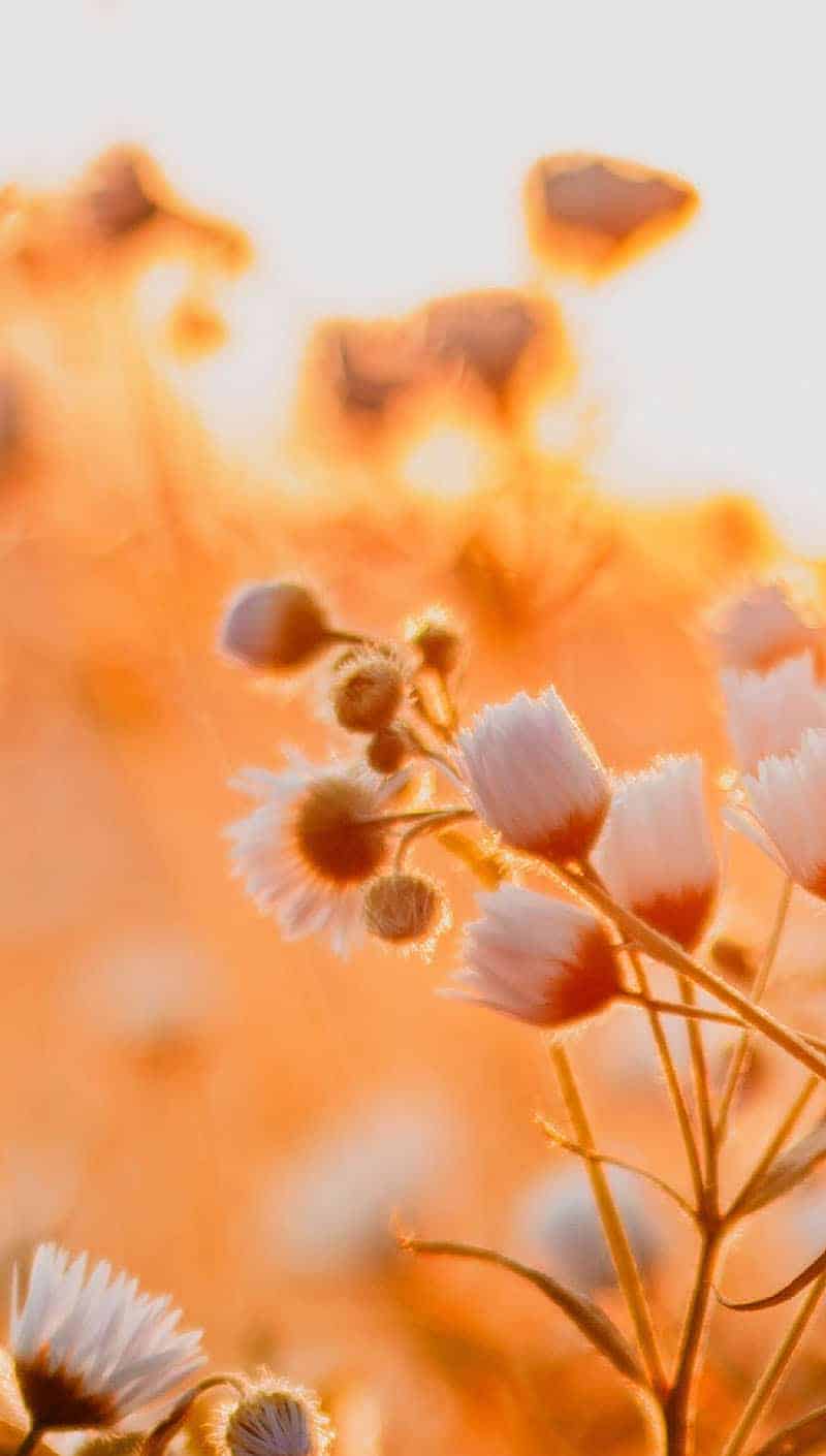 white daisies during golden hour in field