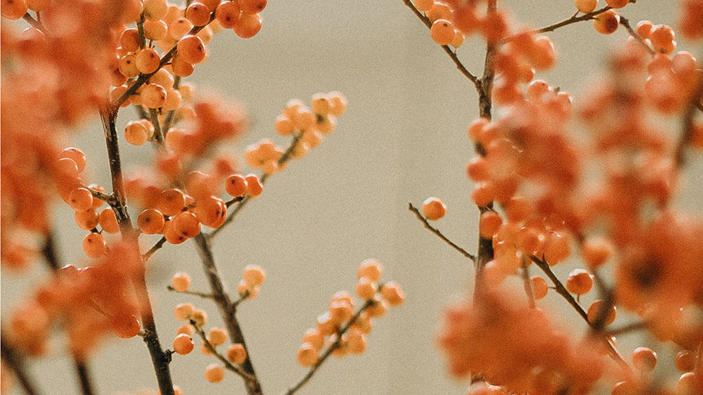 orange berries on cream background 