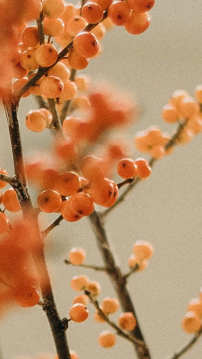 orange berries on cream background 