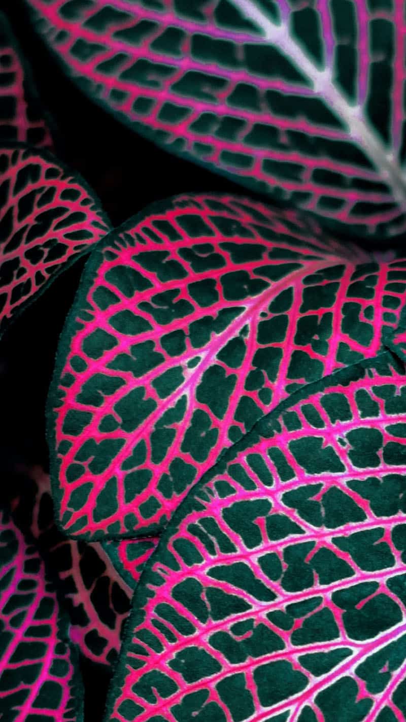 colorful pink and green fall plants