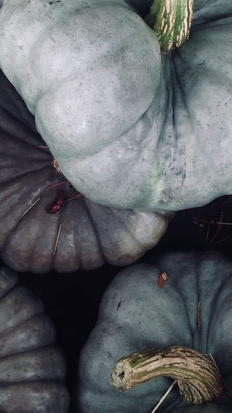 piles of gray and aqua pumpkins