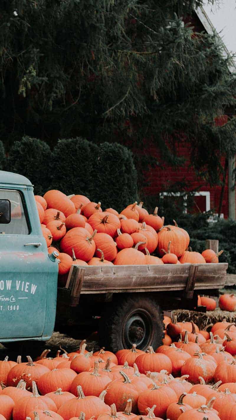 old turquoise truck with pumpkins in the back 