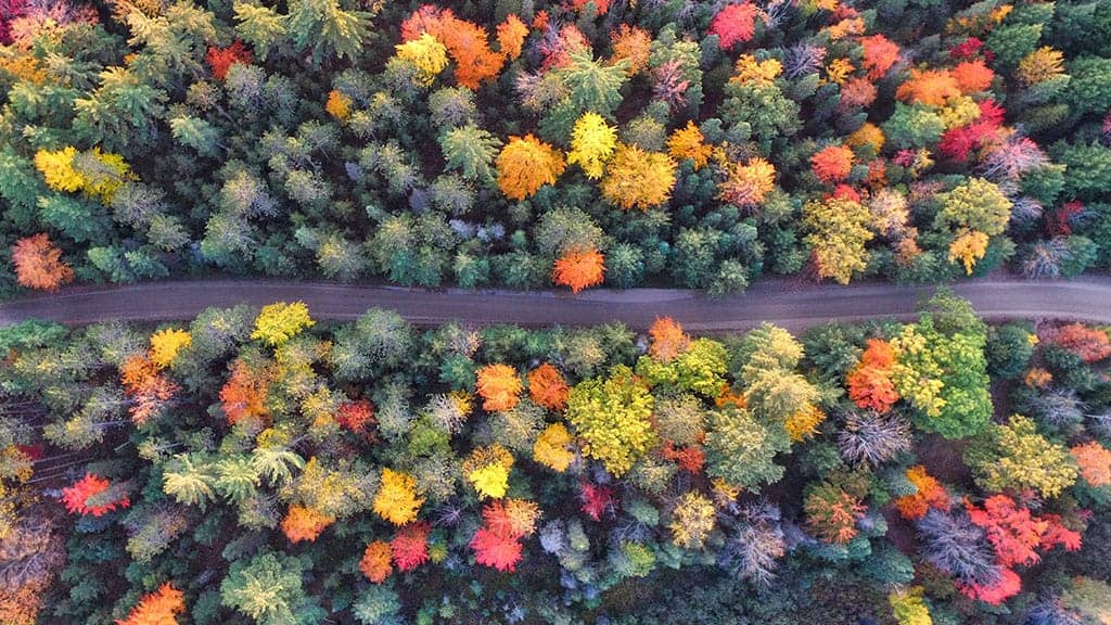 aerial view of fall trees in various colors