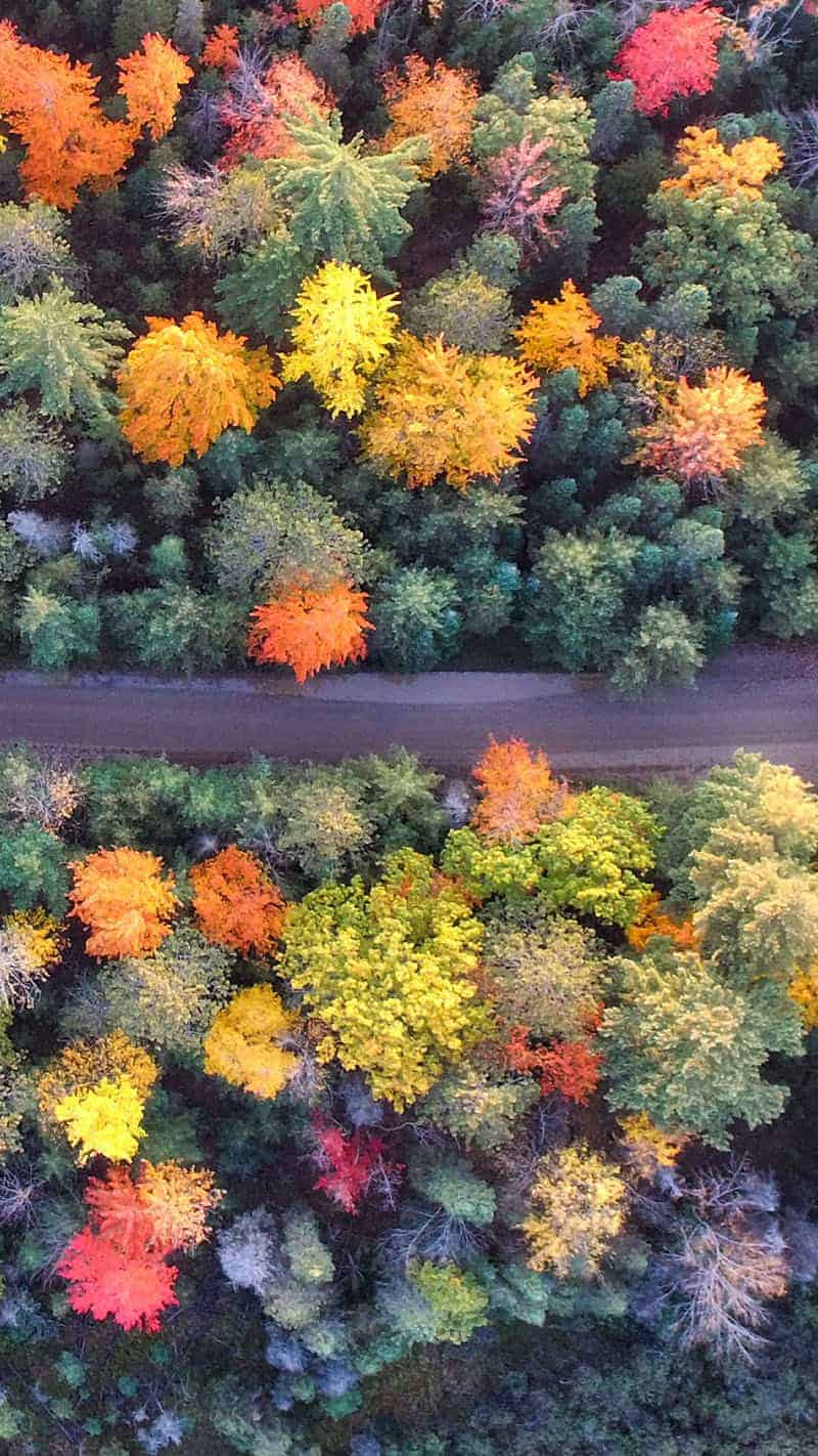 aerial view of fall trees in various colors September 2022 wallpapers – FREE calendars in Sunday & Monday starts + no-calendar designs. 55 beautiful options for desktop & smart phones!