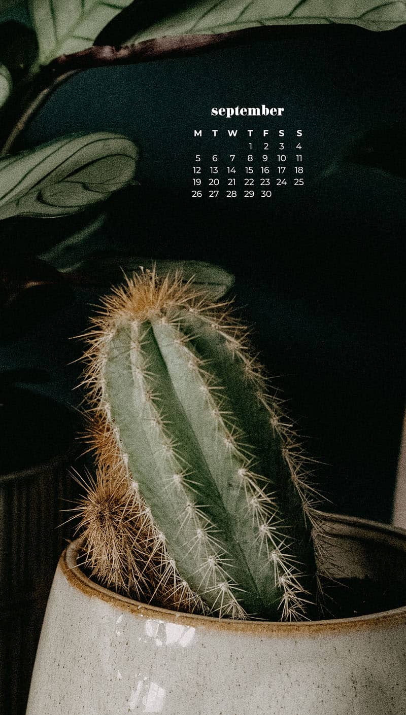 plants and cacti with dark wall behind September wallpapers – FREE calendars in Sunday & Monday starts + no-calendar designs. 55 beautiful options for desktop & smart phones!