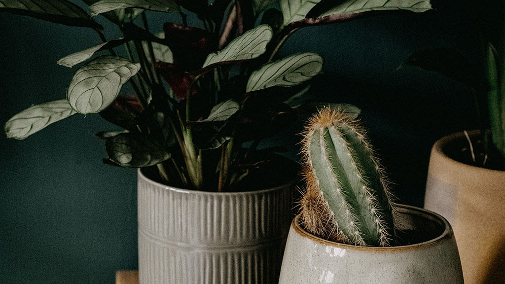 plants and cacti with dark wall behind