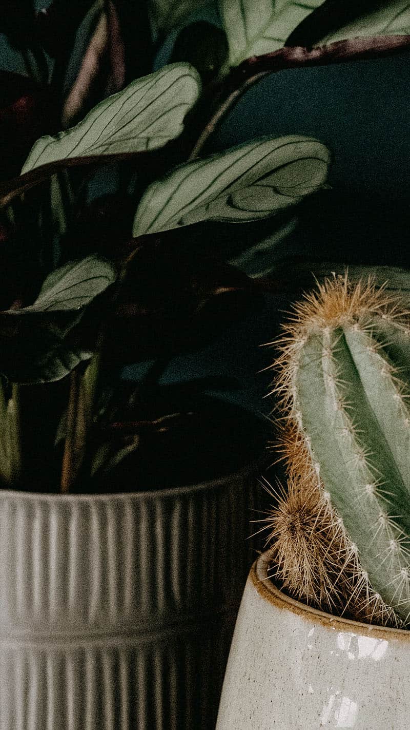 plants and cacti with dark wall behind