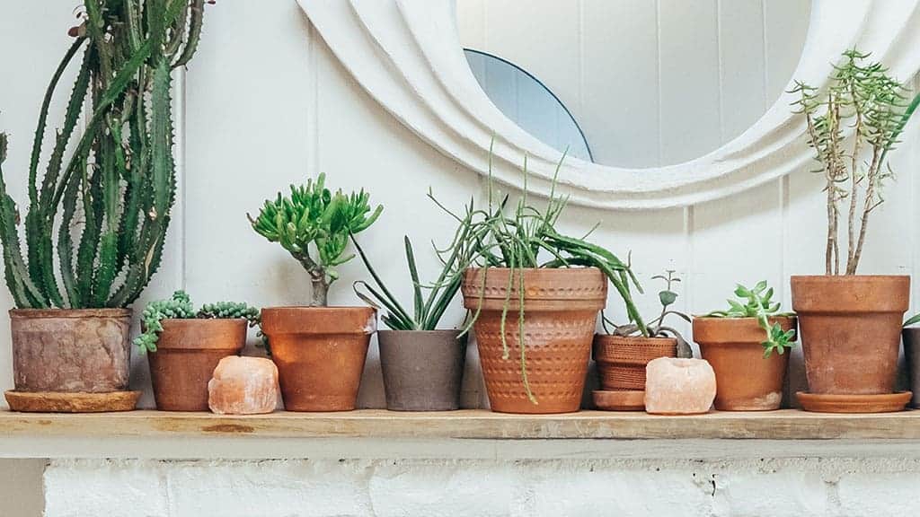 plants on a mantel with salt lamps