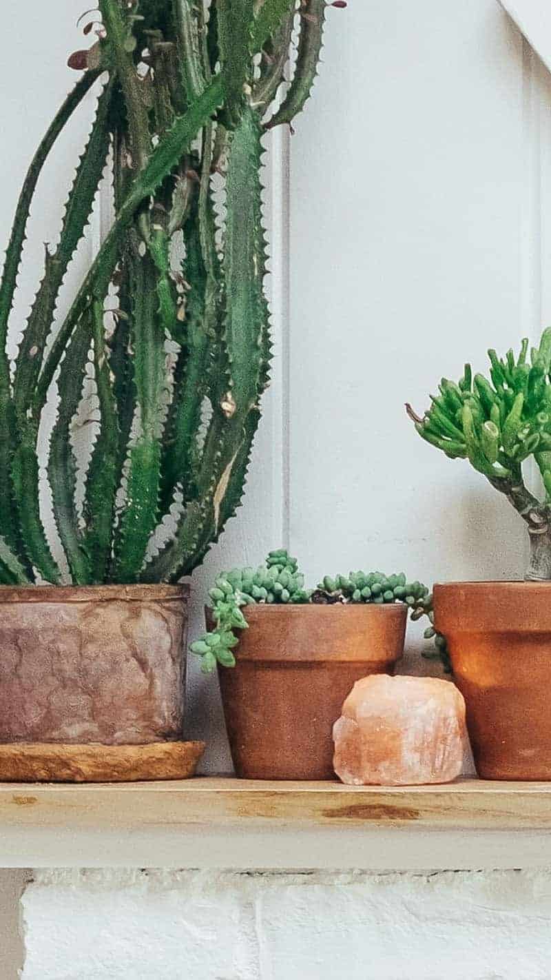 plants on a mantel with salt lamps