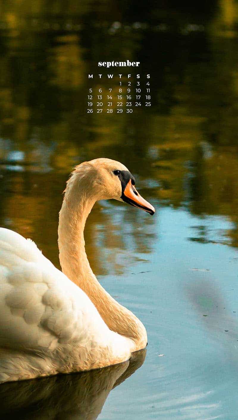 Swan on a lake in fall September wallpapers – FREE calendars in Sunday & Monday starts + no-calendar designs. 55 beautiful options for desktop & smart phones!