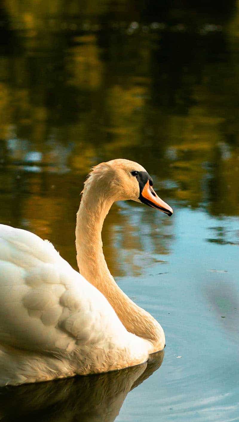 Swan on a lake in fall