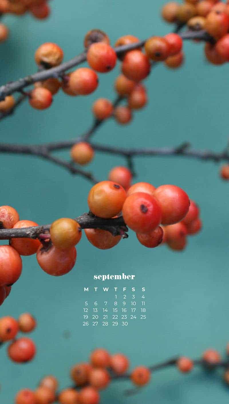 coral berries on turquoise background September wallpapers – FREE calendars in Sunday & Monday starts + no-calendar designs. 55 beautiful options for desktop & smart phones!