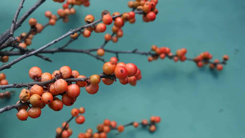 coral berries on turquoise background 