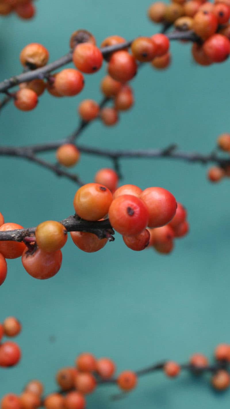 coral berries on turquoise background 