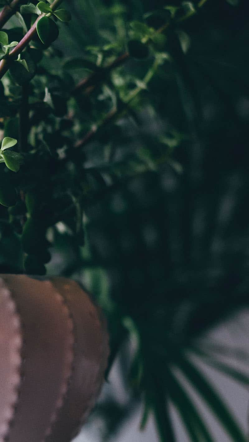 plants and fairy lights