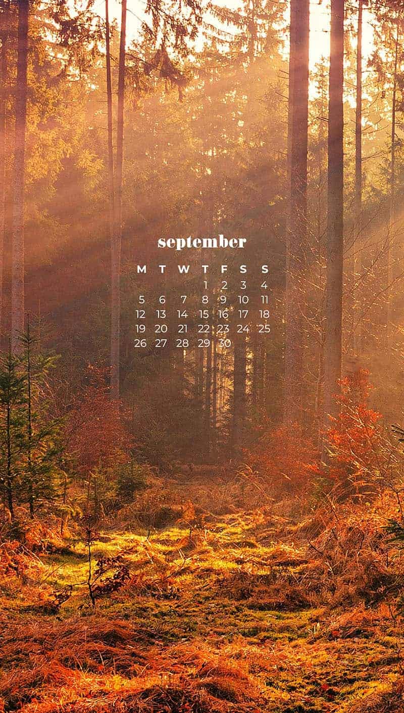 fall frees with golden hour light streaming through September wallpapers – FREE calendars in Sunday & Monday starts + no-calendar designs. 55 beautiful options for desktop & smart phones!