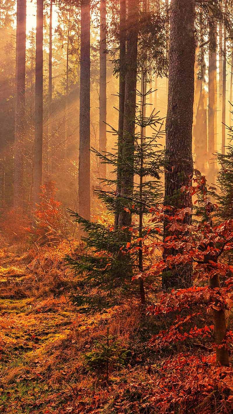 fall frees with golden hour light streaming through 