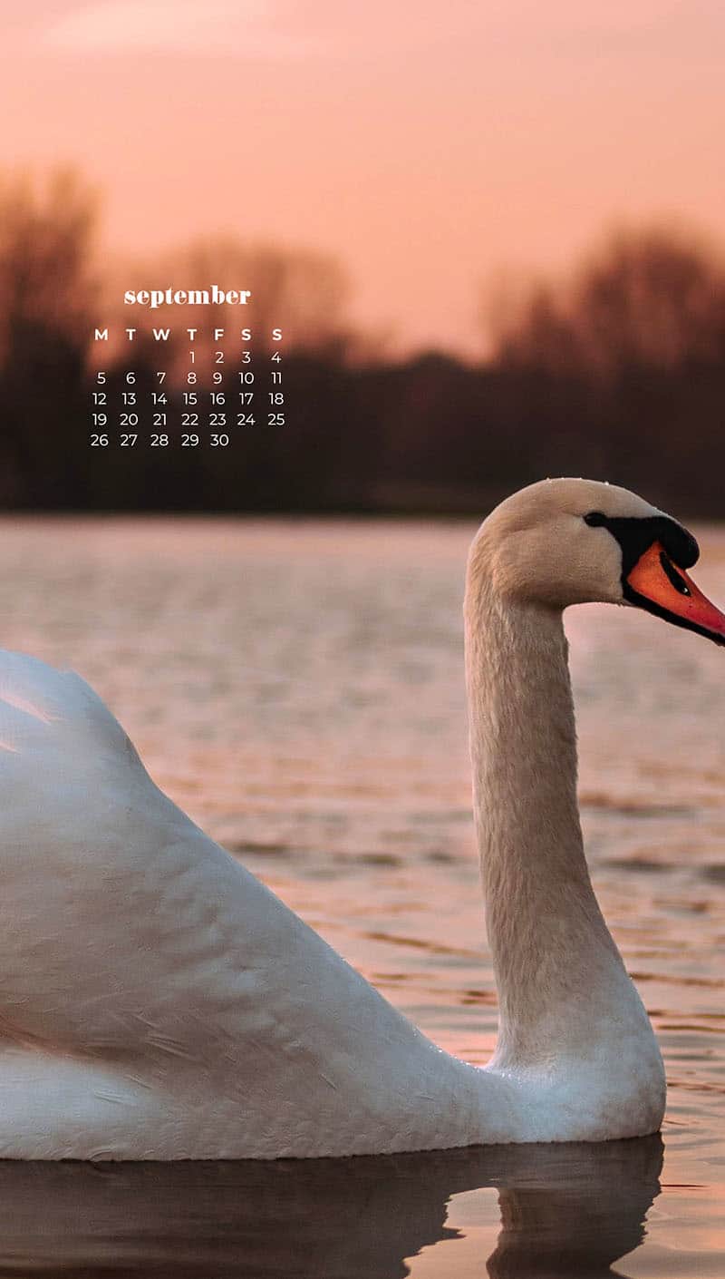 Swan on a lake in fall September wallpapers – FREE calendars in Sunday & Monday starts + no-calendar designs. 55 beautiful options for desktop & smart phones!