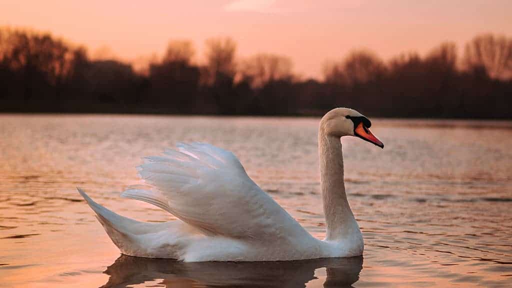 Swan on a lake in fall