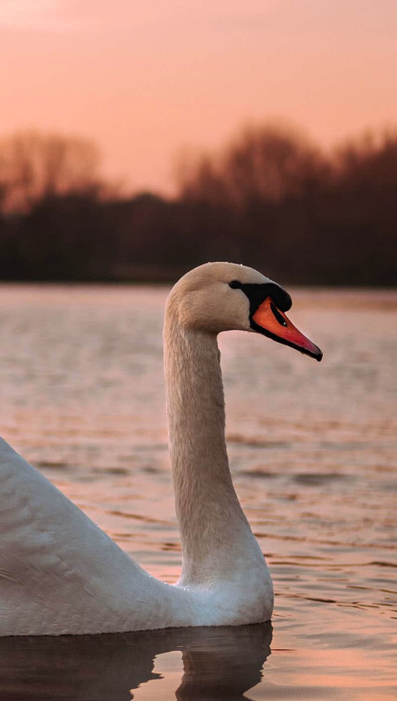 Swan on a lake in fall