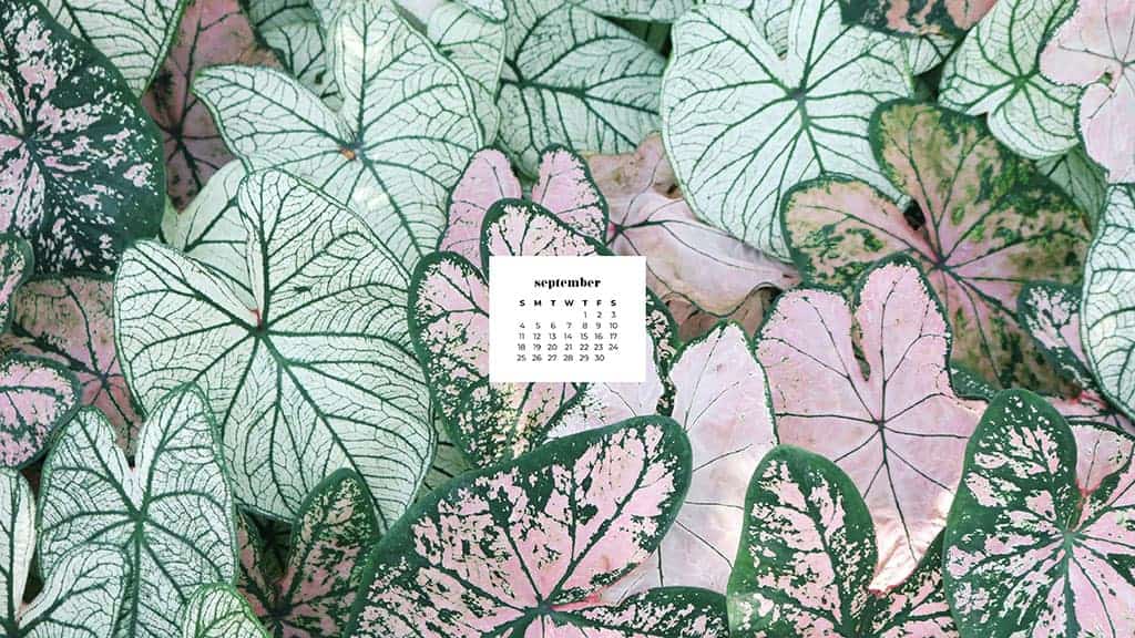 pretty green and pink plants September 2022 wallpapers – FREE calendars in Sunday & Monday starts + no-calendar designs. 55 beautiful options for desktop & smart phones!