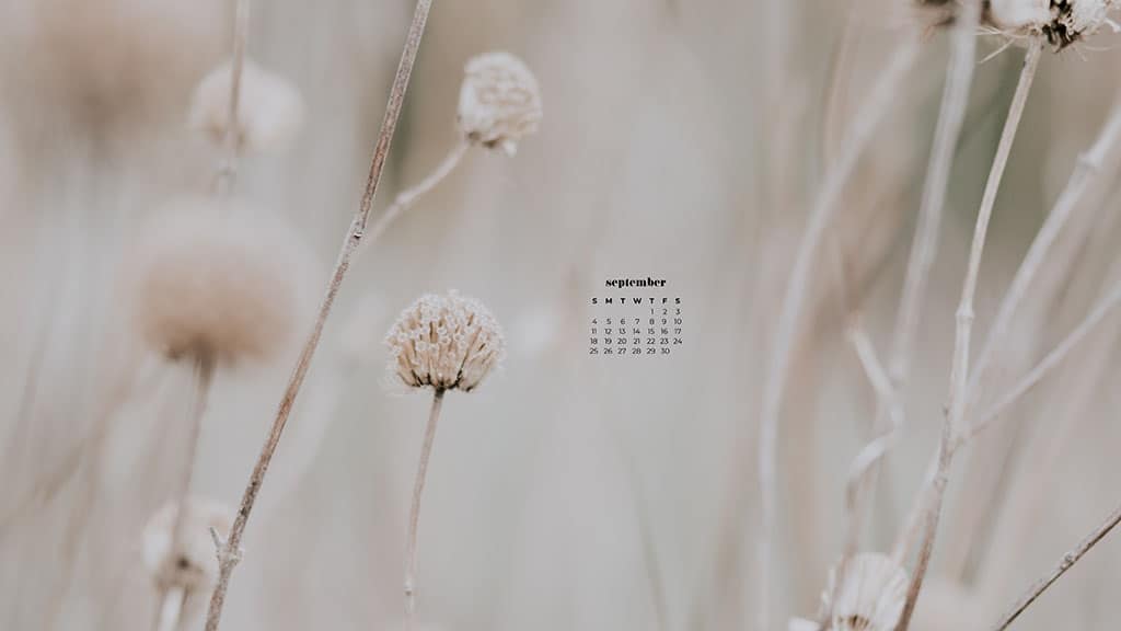 field with soft white wildflowers September 2022 wallpapers – FREE calendars in Sunday & Monday starts + no-calendar designs. 55 beautiful options for desktop & smart phones!