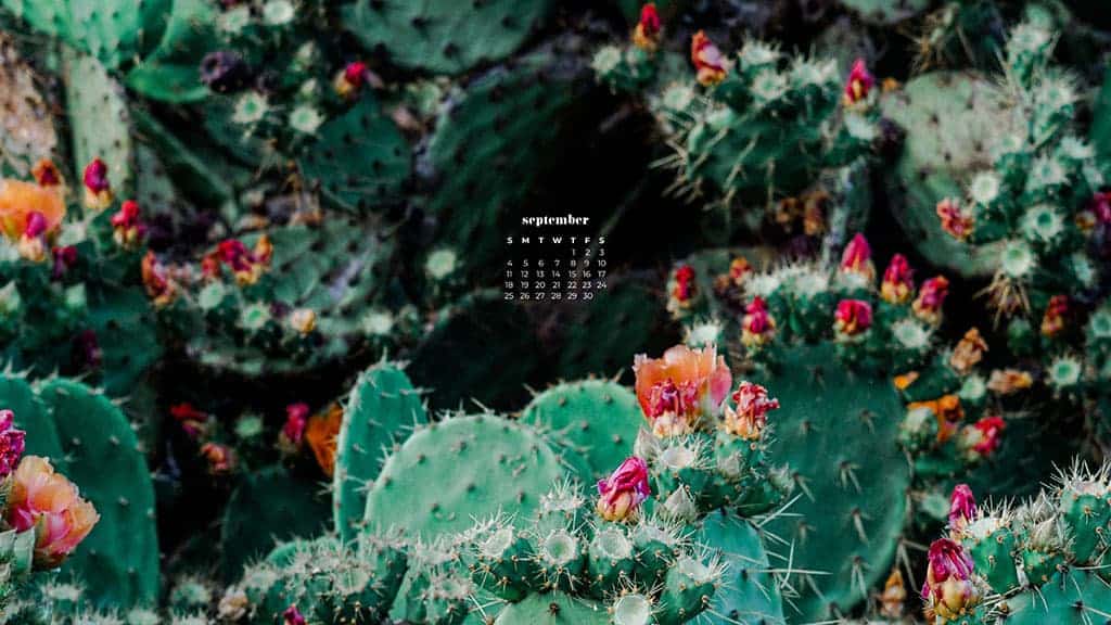 cacti with pink flowers September 2022 wallpapers – FREE calendars in Sunday & Monday starts + no-calendar designs. 55 beautiful options for desktop & smart phones!