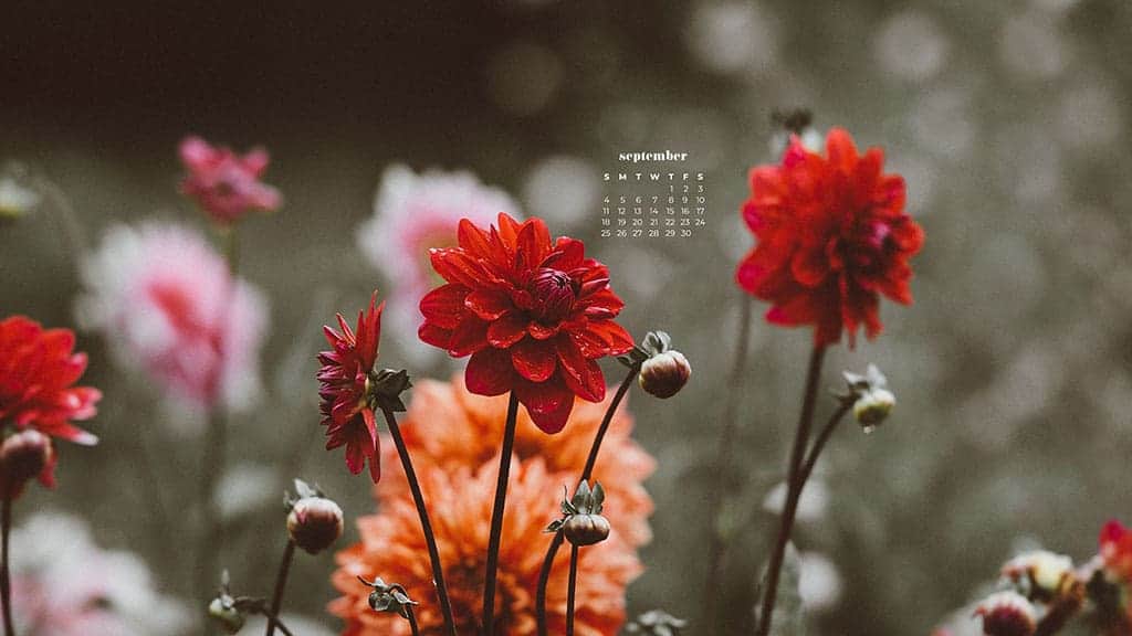pretty red, pink, and orange flowers September 2022 wallpapers – FREE calendars in Sunday & Monday starts + no-calendar designs. 55 beautiful options for desktop & smart phones!