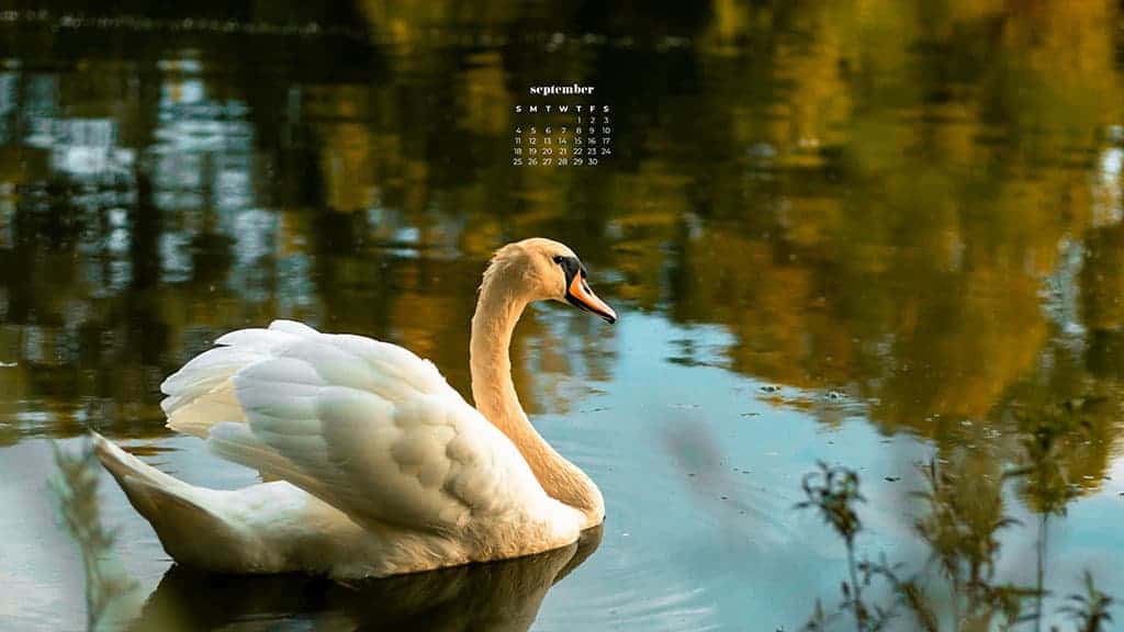 Swan on a lake in fall September 2022 wallpapers – FREE calendars in Sunday & Monday starts + no-calendar designs. 55 beautiful options for desktop & smart phones!