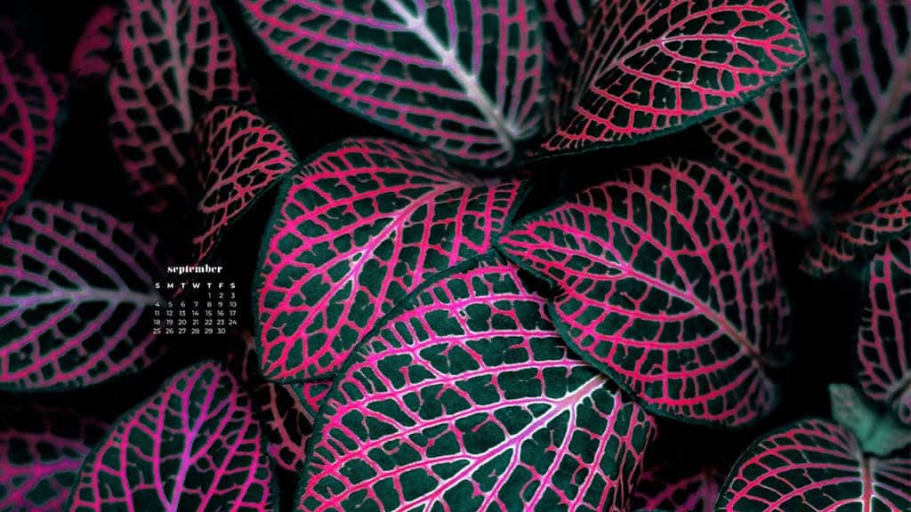 colorful pink and green fall plants September 2022 wallpapers – FREE calendars in Sunday & Monday starts + no-calendar designs. 55 beautiful options for desktop & smart phones!