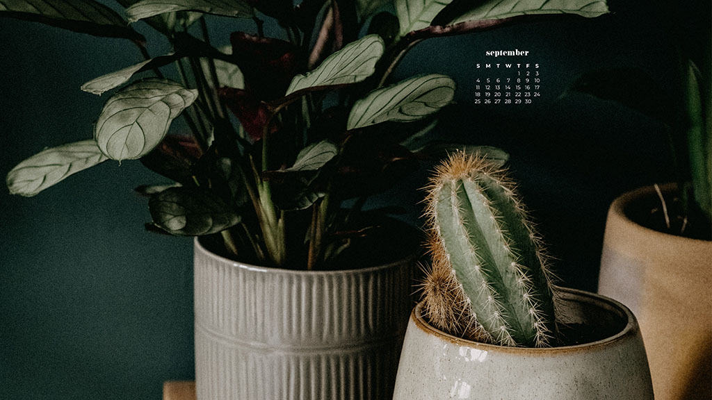 plants and cacti with dark wall behind September 2022 wallpapers – FREE calendars in Sunday & Monday starts + no-calendar designs. 55 beautiful options for desktop & smart phones!