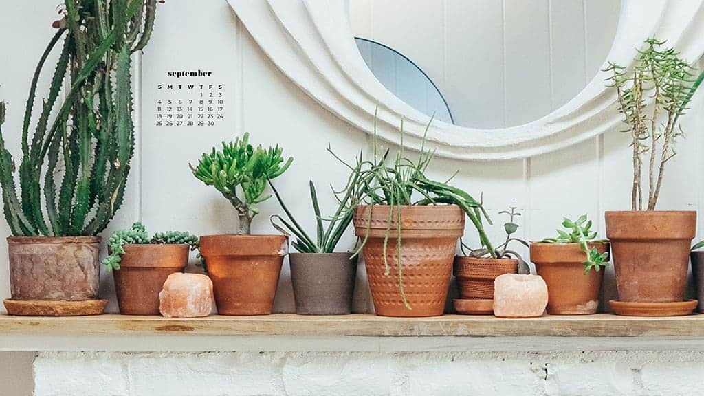 plants on a mantel with salt lamps September 2022 wallpapers – FREE calendars in Sunday & Monday starts + no-calendar designs. 55 beautiful options for desktop & smart phones!