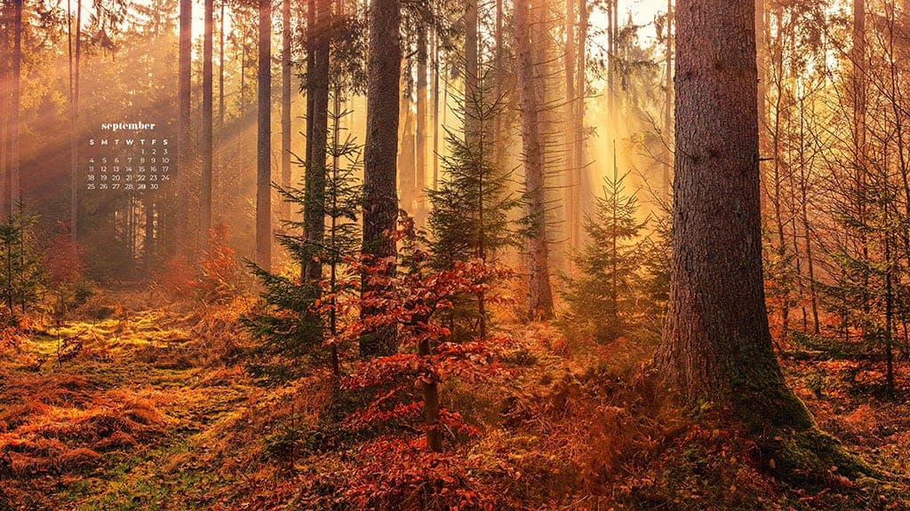 fall frees with golden hour light streaming through September 2022 wallpapers – FREE calendars in Sunday & Monday starts + no-calendar designs. 55 beautiful options for desktop & smart phones!