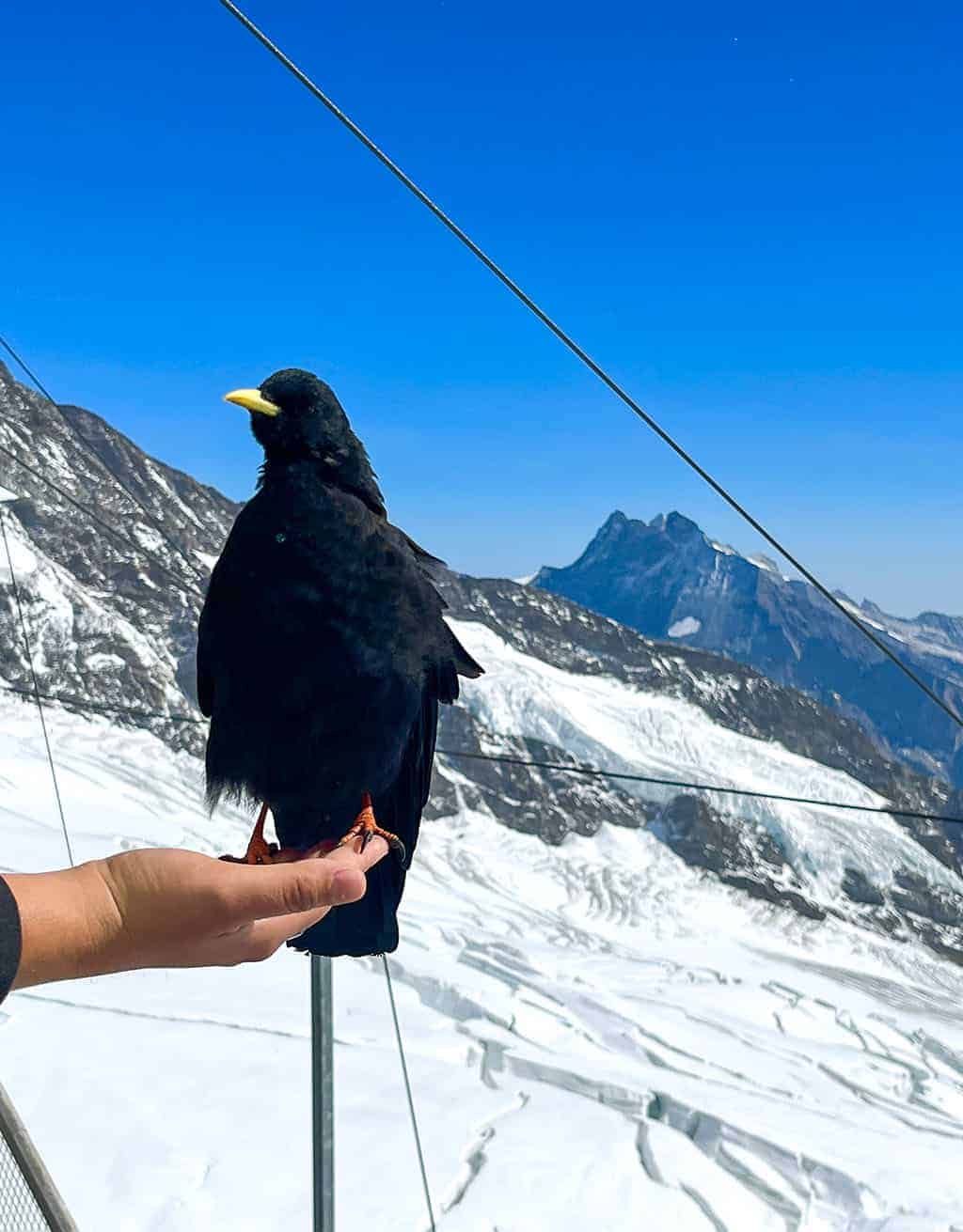 Crows eating seeds out of someone's hand Jungfraujoch – Top of Europe Adventure – stunning mountain peak and glacier views from the top of the Sphinx Observatory