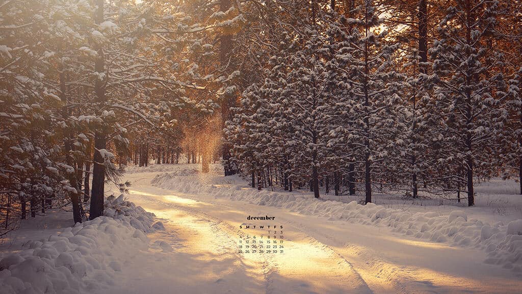 snow covered road in the country surrounded by trees at golden hour