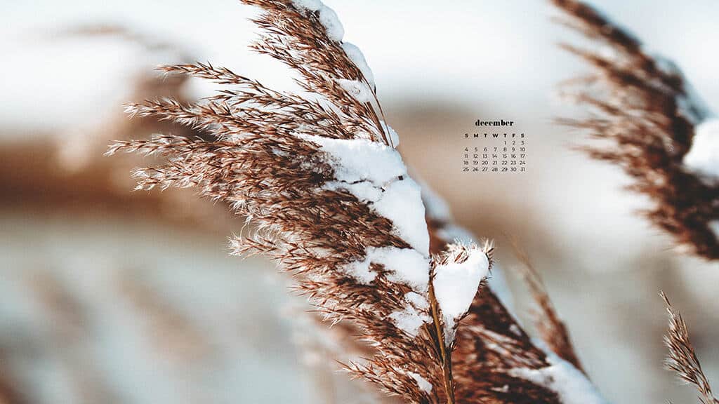 snow covered wheat in a field closeup shot