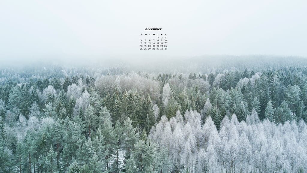 snow capped pine trees in a forest on a cold foggy day