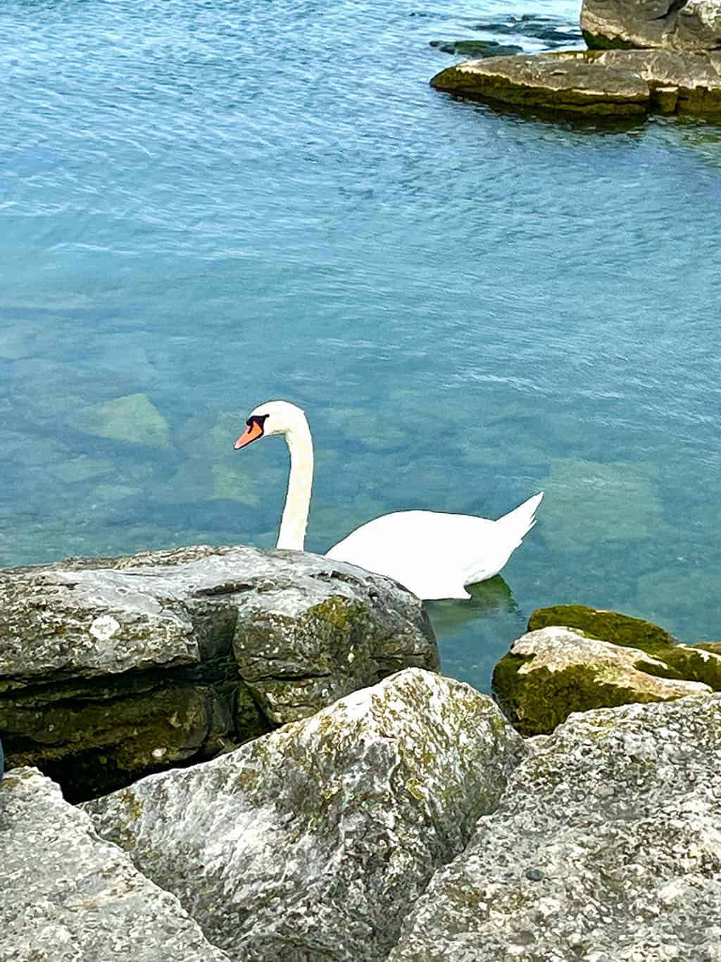 Geneva waterfront close up of a swan on the beach 