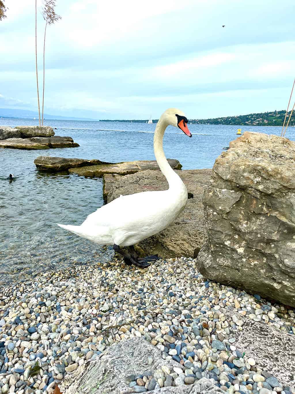 Geneva waterfront close up of a swan on the beach 