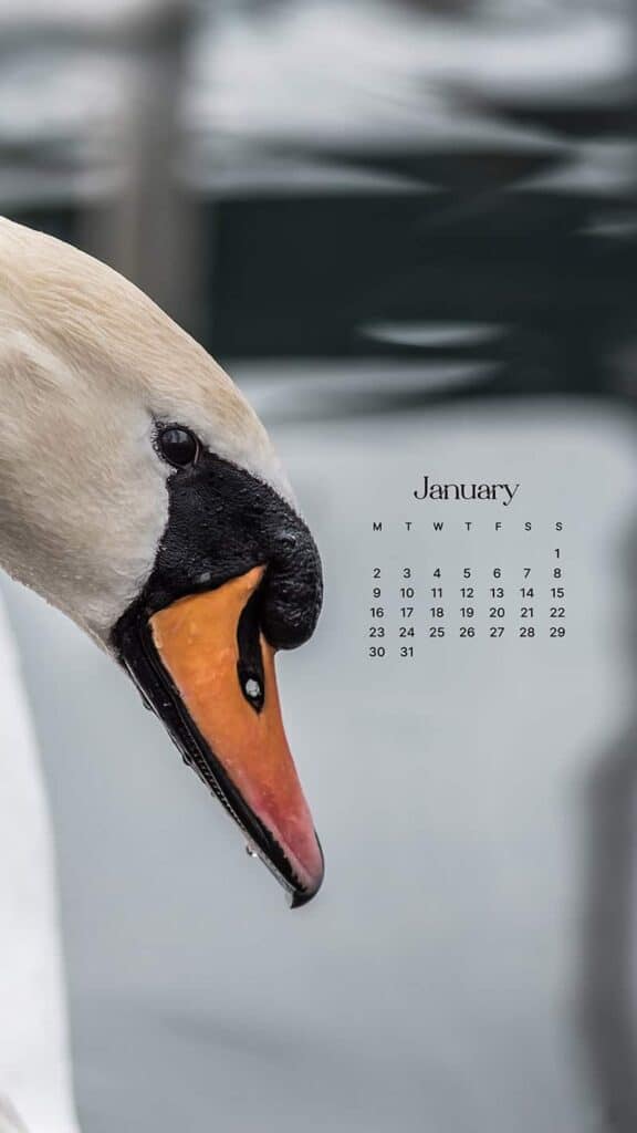 JANUARY 2023 WALLPAPERS – 55 FREE PHONE &#038; DESKTOP CALENDARS!, Oh So Lovely Blog