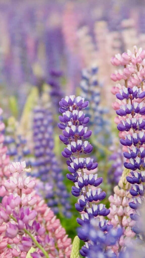 MARCH 2023 WALLPAPERS – 55 FREE PHONE &#038; DESKTOP CALENDARS!, Oh So Lovely Blog
