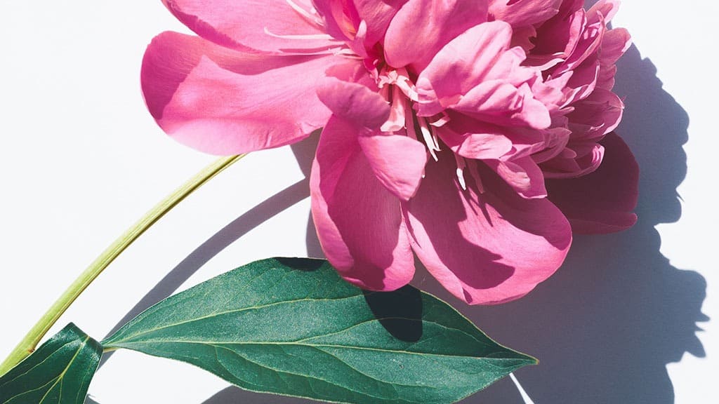 MAY 2023 WALLPAPERS – 45 FREE PHONE &#038; DESKTOP CALENDARS!, Oh So Lovely Blog