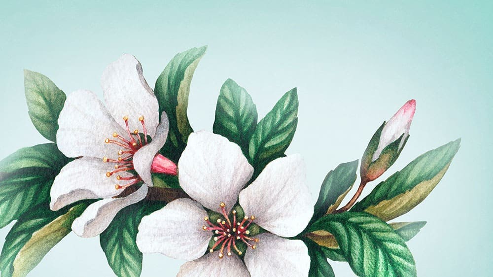 ASIAN AMERICAN &#038; PACIFIC ISLANDER HERITAGE MONTH – 42 FREE WALLPAPERS – MAY 2023, Oh So Lovely Blog