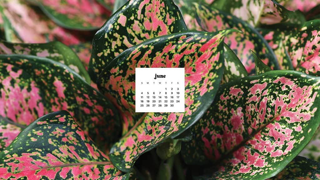 JUNE 2023 WALLPAPERS – 45 FREE PHONE &#038; DESKTOP CALENDARS!, Oh So Lovely Blog