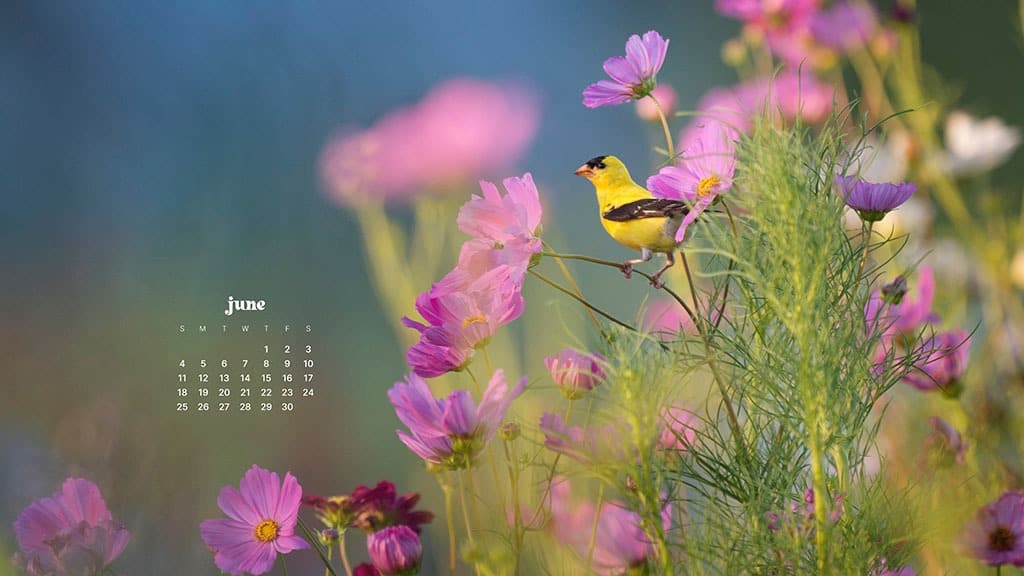 JUNE 2023 WALLPAPERS – 45 FREE PHONE &#038; DESKTOP CALENDARS!, Oh So Lovely Blog