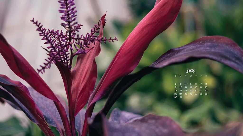 JULY 2023 WALLPAPERS – 45 FREE PHONE &#038; DESKTOP CALENDARS!, Oh So Lovely Blog