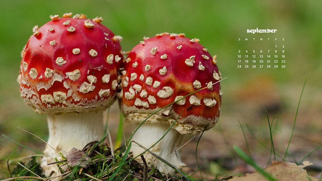 SEPTEMBER 2023 WALLPAPERS – 45 FREE PHONE &#038; DESKTOP CALENDARS!, Oh So Lovely Blog